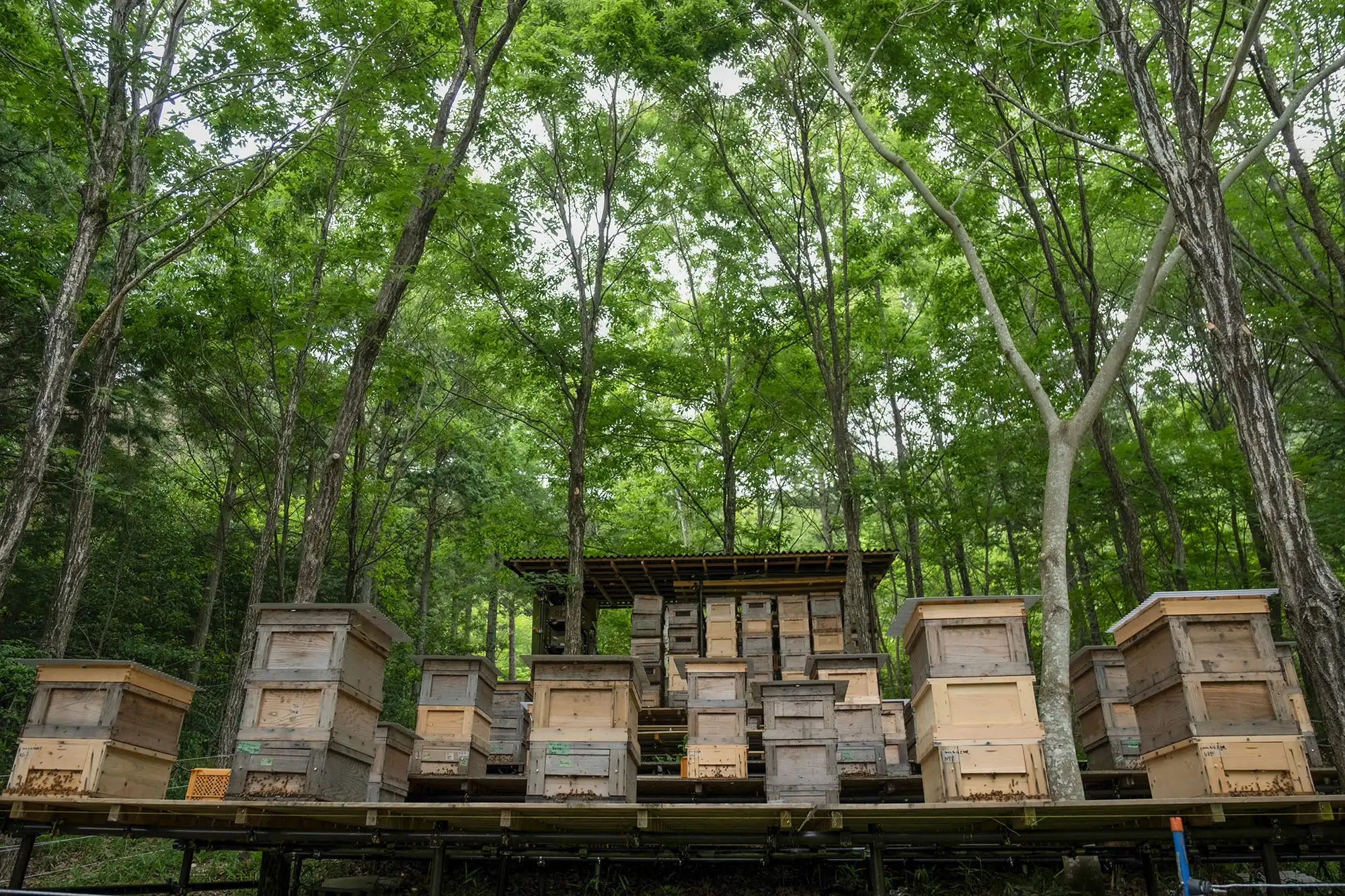 honeywoods 京都・彼岸山