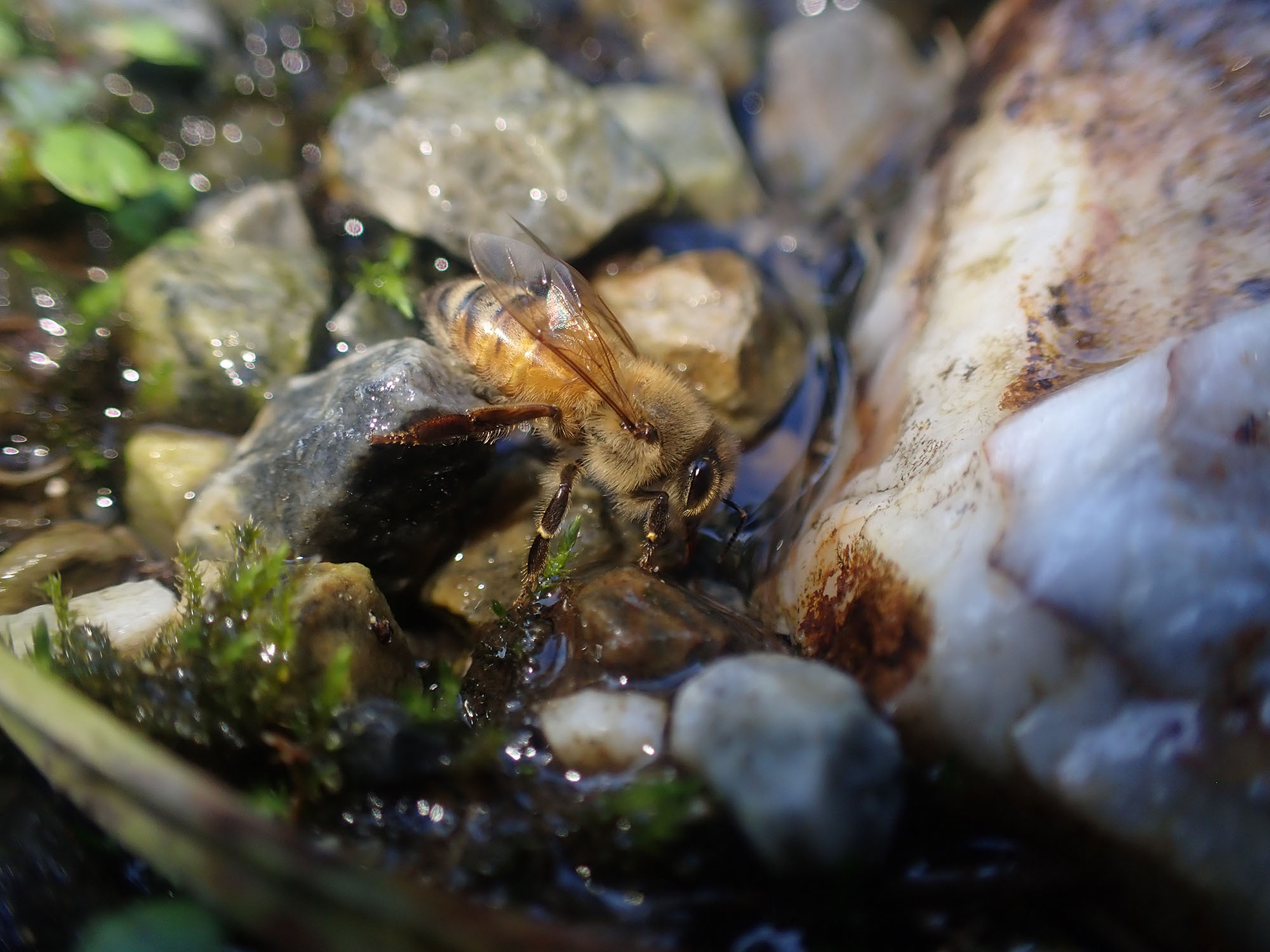 honeywoods 京都・彼岸山